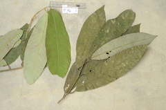 Knema linifolia
