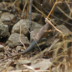 Liolaemus nitidus
