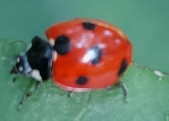 Coccinella algerica