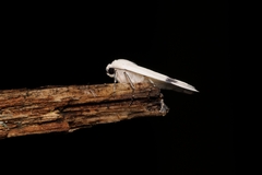 Vamuna alboluteola