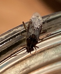 Rhopalinae