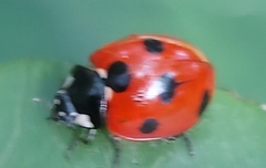 Coccinella algerica