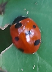 Coccinella algerica