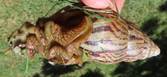 Cochlitoma granulata