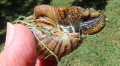 Cochlitoma granulata