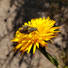 Mycteromyia conica