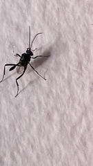 Evania appendigaster