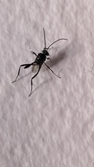 Evania appendigaster