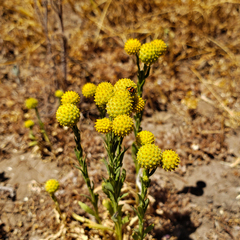 Helenium aromaticum