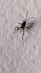 Evania appendigaster