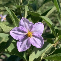 Solanum campylacanthum