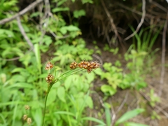 Luzula multiflora