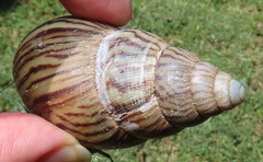 Cochlitoma granulata