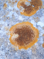 Variospora aurantia