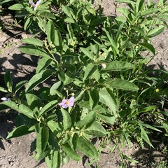 Solanum campylacanthum