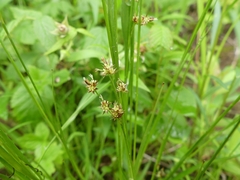 Luzula multiflora