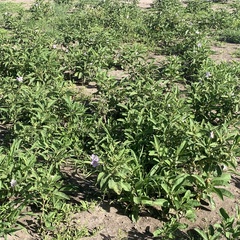 Solanum campylacanthum
