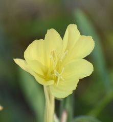 Oenothera elata hirsutissima