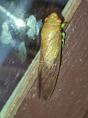 Dundubia spiculata