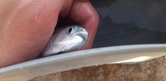 Trachinotus ovatus