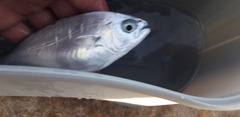 Trachinotus ovatus
