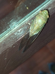 Dundubia spiculata