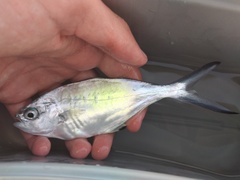 Trachinotus ovatus