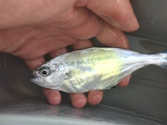 Trachinotus ovatus
