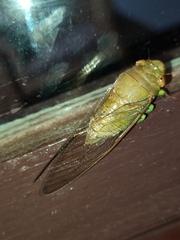 Dundubia spiculata