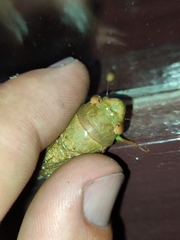 Dundubia spiculata