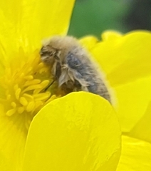 Tropinota squalida canariensis