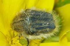 Tropinota squalida canariensis