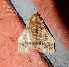 Ortopla lindsayi