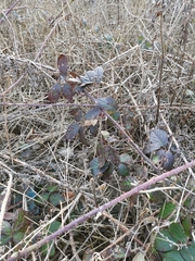Rubus fruticosus