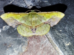 Fascellina plagiata