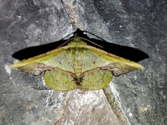 Fascellina plagiata
