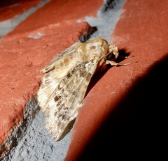 Ortopla lindsayi