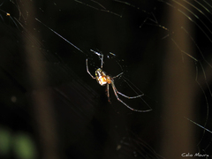 Leucauge