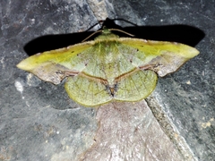 Fascellina plagiata
