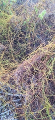 Cassytha filiformis