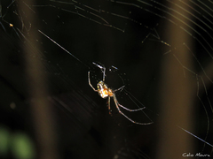 Leucauge