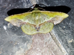 Fascellina plagiata
