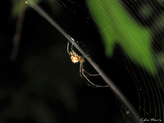 Leucauge