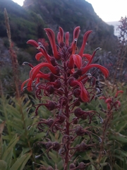Lobelia tupa