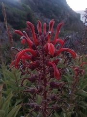 Lobelia tupa