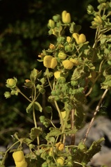 Calceolaria petioalaris