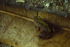 Phrynobatrachus acridoides