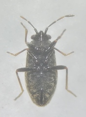 Stygnocoris