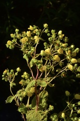Calceolaria petioalaris