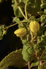 Calceolaria petioalaris